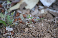 Collomia heterophylla