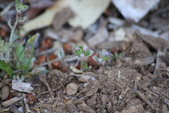 Collomia heterophylla