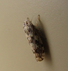 Hebecephalus