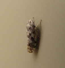 Hebecephalus