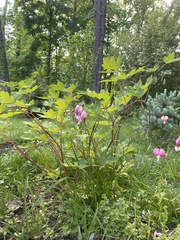 Lamprocapnos spectabilis