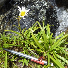 Dolichoglottis scorzoneroides