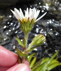Dolichoglottis scorzoneroides