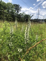 Baptisia alba macrophylla