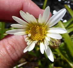 Dolichoglottis scorzoneroides