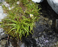 Dolichoglottis scorzoneroides