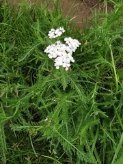 Achillea millefolium
