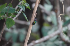 Campsosternus watanabei