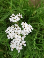 Achillea millefolium