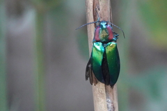 Campsosternus watanabei