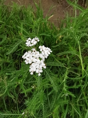 Achillea millefolium