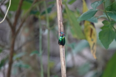 Campsosternus watanabei