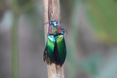 Campsosternus watanabei