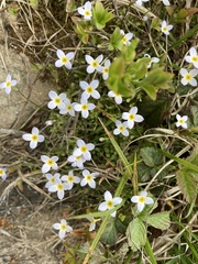 Houstonia caerulea