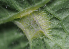 Neuroterus fugiens
