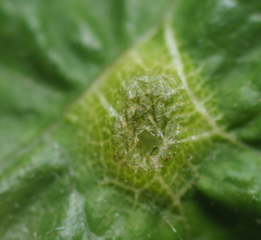 Neuroterus fugiens