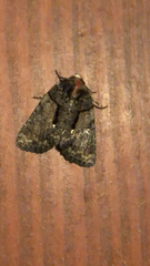 Chytonix palliatricula