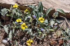 Viola pinetorum grisea