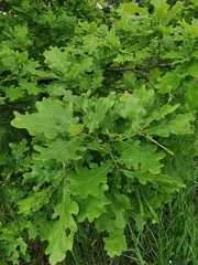 Quercus robur