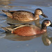 Cinnamon × Blue-winged Teal - Photo (c) edward_rooks, some rights reserved (CC BY-NC), uploaded by edward_rooks