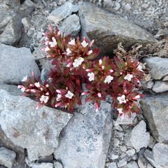 Epilobium pycnostachyum