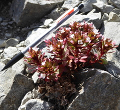 Epilobium pycnostachyum