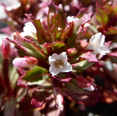 Epilobium pycnostachyum