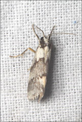 Philenora malthaca