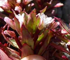 Epilobium pycnostachyum