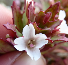 Epilobium pycnostachyum