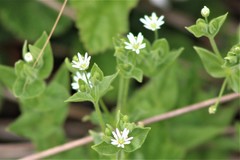 Stellaria littoralis