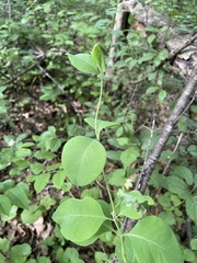 Lonicera reticulata