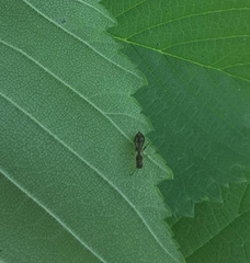 Synemosyna formica