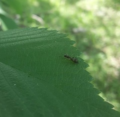 Synemosyna formica
