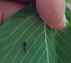 Synemosyna formica