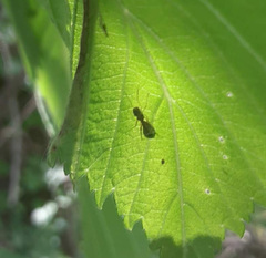 Synemosyna formica