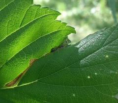 Synemosyna formica