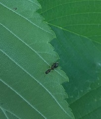 Synemosyna formica