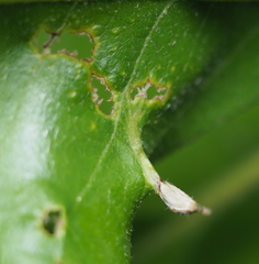 Andricus chinquapin