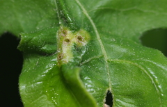 Neuroterus fugiens