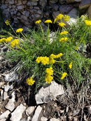 Musineon tenuifolium