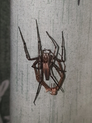 Euprosthenops