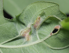 Neuroterus fugiens