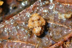 Gelastocoris