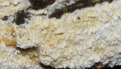 Cerrena zonata