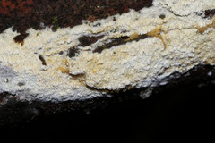 Cerrena zonata