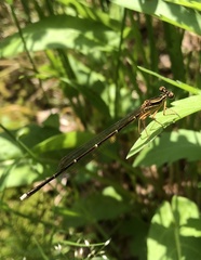 Pseudocopera annulata