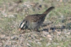 Zonotrichia leucophrys