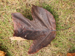 Liriodendron chinense