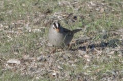 Zonotrichia leucophrys